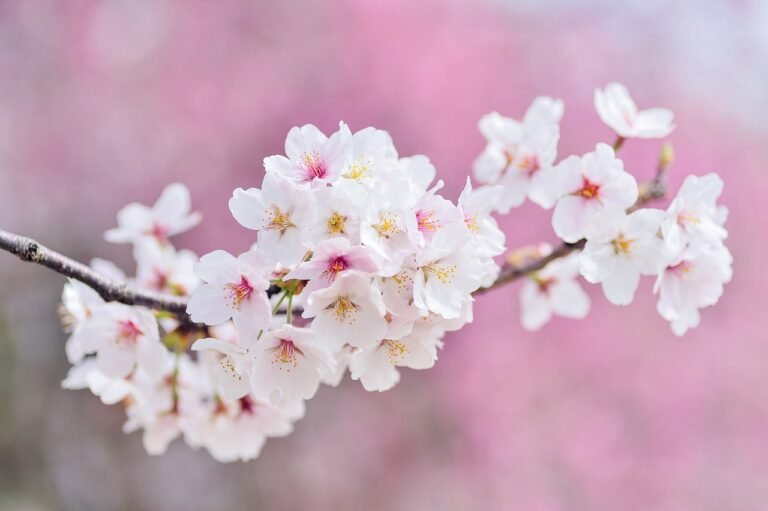 cherry blossoms, landscape, spring, plant, flowers, natural, arboretum, flower wallpaper, pink, white, pink nature, pink spring, flower background, pink flower, pink landscape, pink plant, pink plants, pink natural, cherry blossoms, spring, spring, spring, beautiful flowers, spring, spring, nature, flowers