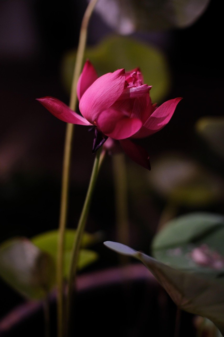 flower, lotus, bloom, blossom, botany, flower background, nature, beautiful flowers, green, pink, flower, flower, flower, flower wallpaper, flower, flower