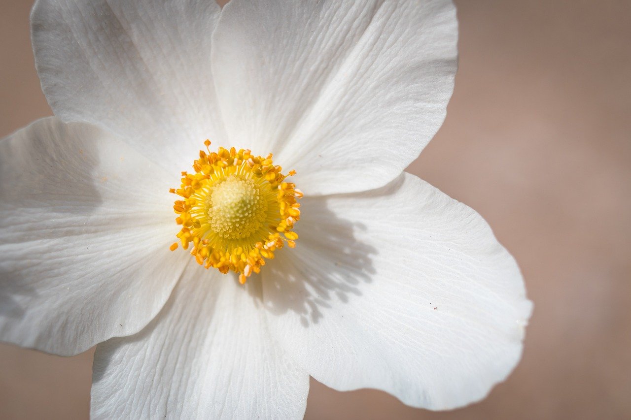 snowdrop anemone, flower, plant, anemone, anemone sylvestris, anemonoides sylvestris, petals, bloom, blooming, beautiful flowers, blossom, botany, flora, fresh, garden, nature, flower background, closeup, flower, flower, flower, flower, flower wallpaper, flower, anemone, anemone, fresh, garden, nature