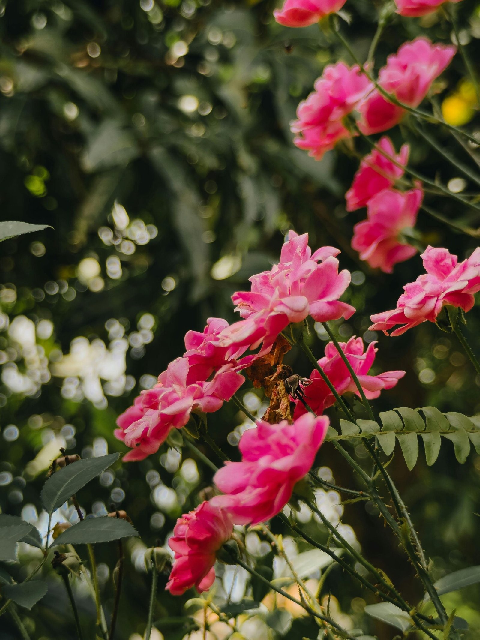 Stunning close-up of pink flowers blooming in Itu, Brazil's lush garden.