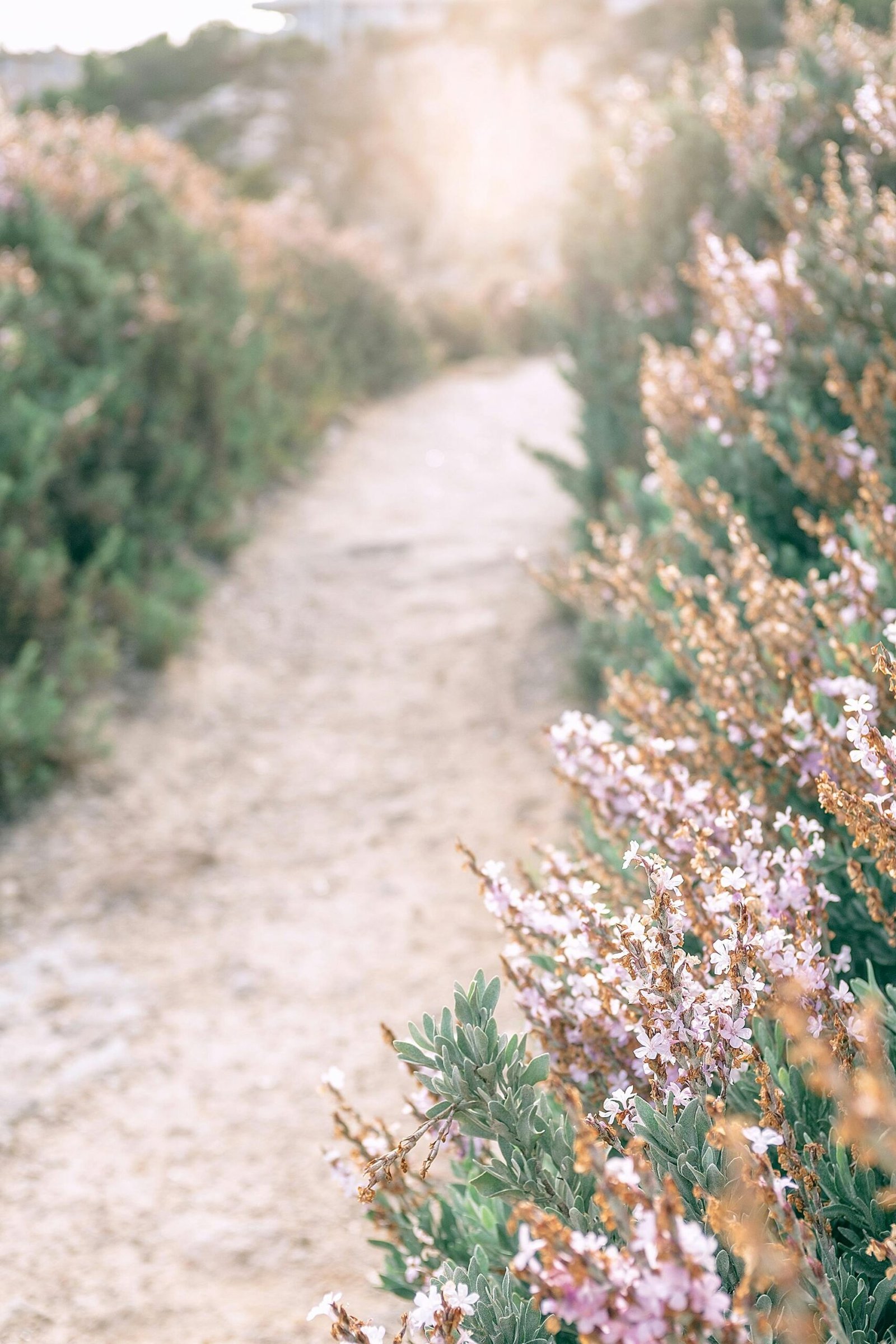 High angle of narrow empty pathway among blooming pink heather flowering plant in field in sunlight